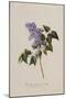 The Deep Purple Lilac, A Botanical Illustration-Georg Dionysius Ehret-Mounted Giclee Print