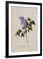 The Deep Purple Lilac, A Botanical Illustration-Georg Dionysius Ehret-Framed Giclee Print