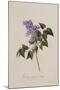 The Deep Purple Lilac, A Botanical Illustration-Georg Dionysius Ehret-Mounted Giclee Print