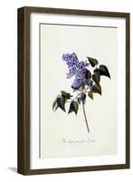 The Deep-Purple Lilac, C.1743-Georg Dionysius Ehret-Framed Giclee Print