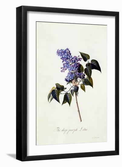 The Deep-Purple Lilac, C.1743-Georg Dionysius Ehret-Framed Giclee Print