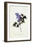 The Deep-Purple Lilac, C.1743-Georg Dionysius Ehret-Framed Premium Giclee Print