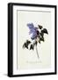 The Deep-Purple Lilac, C.1743-Georg Dionysius Ehret-Framed Premium Giclee Print