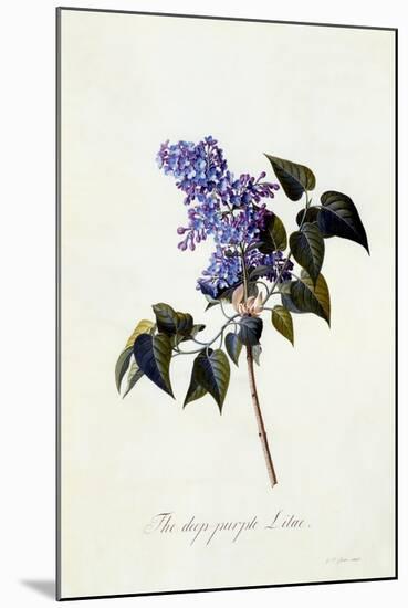 The Deep-Purple Lilac, C.1743-Georg Dionysius Ehret-Mounted Giclee Print
