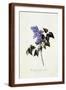 Brown Frame