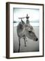 The Deer of Itsukushima-Takashi Kirita-Framed Art Print