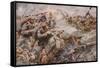 The Defeat of the Prussian Guard at Zonnebeke-Arthur C. Michael-Framed Stretched Canvas