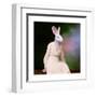 The Delicate Lady-Martine Roch-Framed Art Print