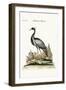 The Demoiselle of Numidia, 1749-73-George Edwards-Framed Giclee Print