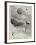 The Descent from a Balloon at the Alexandra Palace-null-Framed Giclee Print