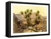 The Desert of Sinai, Egypt, C1870-W Dickens-Framed Stretched Canvas