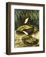 The Dipper, Also Known as the Water Ousel-David Pratt-Framed Giclee Print