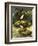The Dipper, Also Known as the Water Ousel-David Pratt-Framed Giclee Print