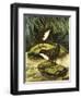 The Dipper, Also Known as the Water Ousel-David Pratt-Framed Giclee Print