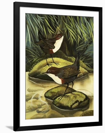 The Dipper, Also Known as the Water Ousel-David Pratt-Framed Giclee Print