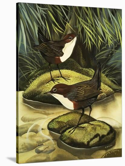 The Dipper, Also Known as the Water Ousel-David Pratt-Stretched Canvas