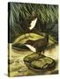 The Dipper, Also Known as the Water Ousel-David Pratt-Stretched Canvas