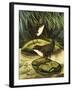 The Dipper, Also Known as the Water Ousel-David Pratt-Framed Giclee Print