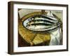 The Dish of Mackerels, C.1923-Gustave Loiseau-Framed Giclee Print