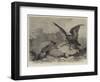 The Disputed Prize-Charles Harvey Weigall-Framed Giclee Print