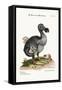 The Dodo, and the Guiney Pig, 1749-73-George Edwards-Framed Stretched Canvas