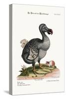 The Dodo, and the Guiney Pig, 1749-73-George Edwards-Stretched Canvas