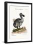 The Dodo, and the Guiney Pig, 1749-73-George Edwards-Framed Giclee Print