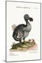 The Dodo, and the Guiney Pig, 1749-73-George Edwards-Mounted Giclee Print