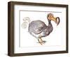 The Dodo - illustration to Lewis Carroll 's 'Alice's Adventures in Wonderland', 2005-Neale Osborne-Framed Giclee Print