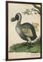 The Dodo in Profile-null-Framed Art Print