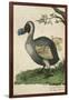 The Dodo in Profile-null-Framed Art Print