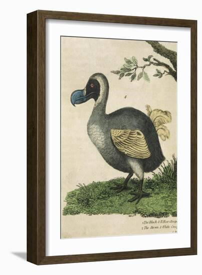 The Dodo in Profile-null-Framed Art Print