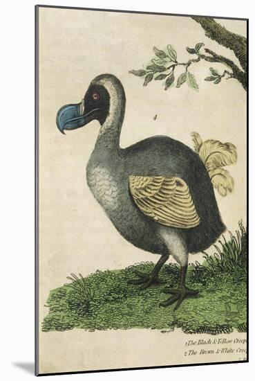 The Dodo in Profile-null-Mounted Art Print