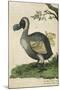 The Dodo in Profile-null-Mounted Art Print