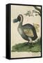 The Dodo in Profile-null-Framed Stretched Canvas