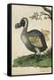 The Dodo in Profile-null-Framed Stretched Canvas