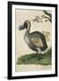 The Dodo in Profile-null-Framed Premium Giclee Print