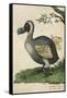 The Dodo in Profile-null-Framed Stretched Canvas