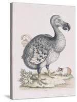 The Dodo-Frederick P. Nodder-Stretched Canvas