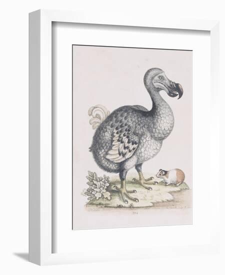 The Dodo-Frederick P. Nodder-Framed Giclee Print