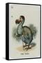 The Dodo-John Tenniel-Framed Stretched Canvas