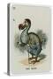 The Dodo-John Tenniel-Stretched Canvas