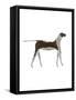 The Dog,2009-Cristina Rodriguez-Framed Stretched Canvas