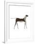 The Dog,2009-Cristina Rodriguez-Framed Giclee Print