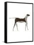 The Dog,2009-Cristina Rodriguez-Framed Stretched Canvas