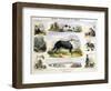 The Dog, C1850-Benjamin Waterhouse Hawkins-Framed Premium Giclee Print