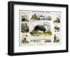 The Dog, C1850-Benjamin Waterhouse Hawkins-Framed Premium Giclee Print