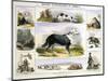 The Dog, C1850-Benjamin Waterhouse Hawkins-Mounted Premium Giclee Print