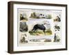 The Dog, C1850-Benjamin Waterhouse Hawkins-Framed Giclee Print