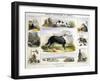 The Dog, C1850-Benjamin Waterhouse Hawkins-Framed Giclee Print